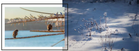 夢(mèng)顏堂養(yǎng)生之道 | 小雪過后，養(yǎng)生貴在冬藏