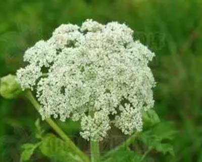 擁有朝鮮當(dāng)歸提取物