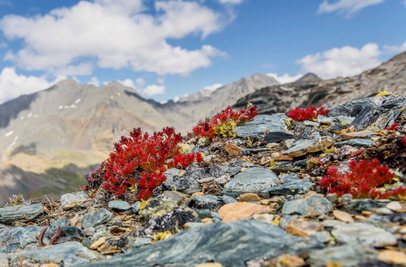 紅景天深層潔顏乳 | 凈膚更養(yǎng)膚，潔顏新體驗！