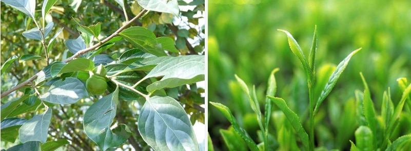 想讓精華效果翻多倍？做對這三點就OK！